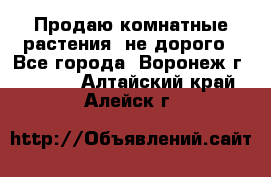 Продаю комнатные растения  не дорого - Все города, Воронеж г.  »    . Алтайский край,Алейск г.